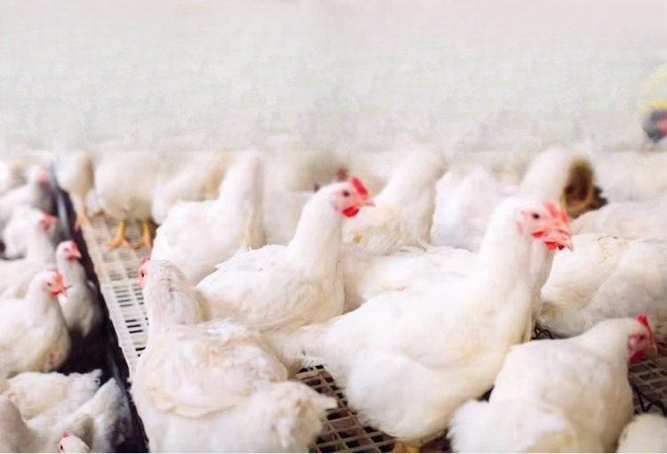 Portable 12000kcal/h Poultry B - đánh giá và giá Farming System & Sustainable Agriculture