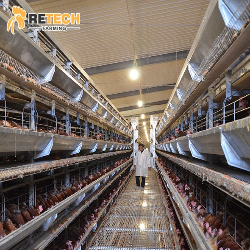 H Type Automatic Chicken Equip - đánh giá và giá Farming System & Sustainable Agriculture