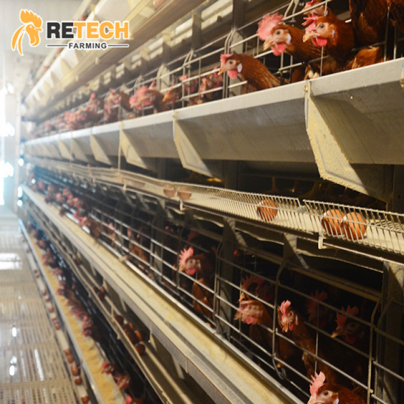 H Type Automatic Chicken Equip - đánh giá và giá Farming System & Sustainable Agriculture